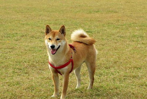 掉毛大戶不止薩摩耶！這些寵物狗掉的毛，真能開“紡織廠”