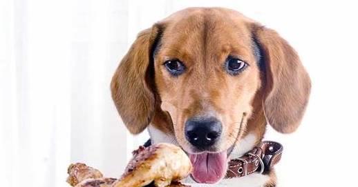 五年相伴，方悟真諦 讓愛犬更健康的科學養狗法則