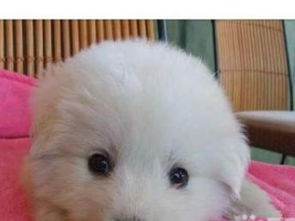 深圳純種大白熊幼犬轉(zhuǎn)讓，精心養(yǎng)育公母可選