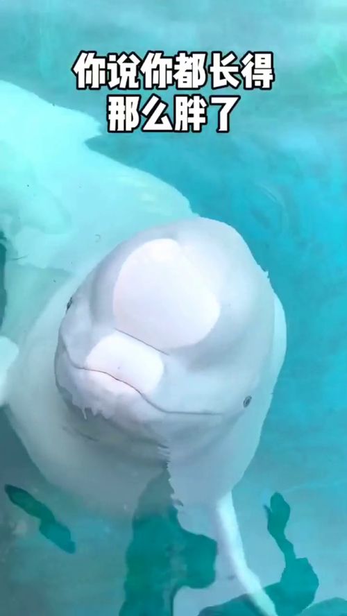 當(dāng)寵物也有小脾氣 從“大白鯨吐口水”看另類寵物養(yǎng)護(hù)