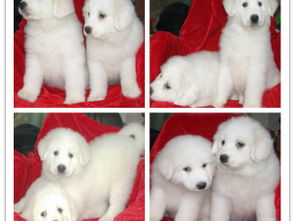 王者風范，品質之選——雙血統大白熊犬基地直銷