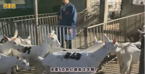 透明工藝，安心之選 谷登大白寵物羊奶，開啟國內寵物食品新標準