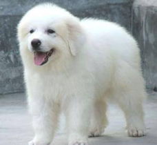 無錫大白熊犬購買指南 渠道、價格與健康須知