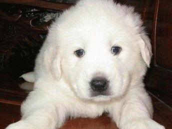 尋覓溫暖陪伴 武漢純種大白熊犬寶寶，健康有保障